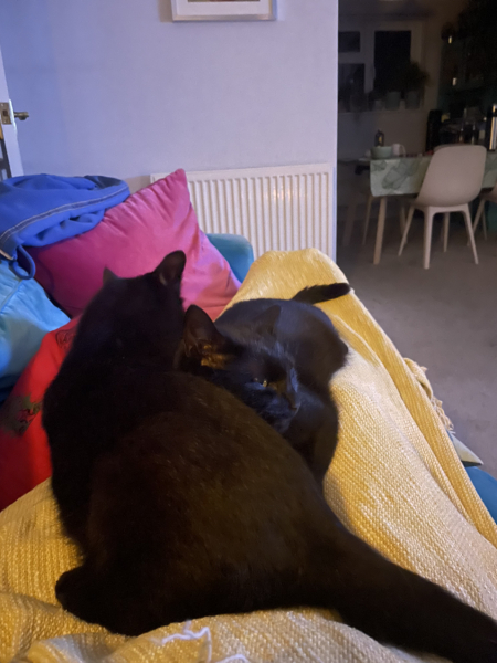 It's ridiculous how much I love my cats 