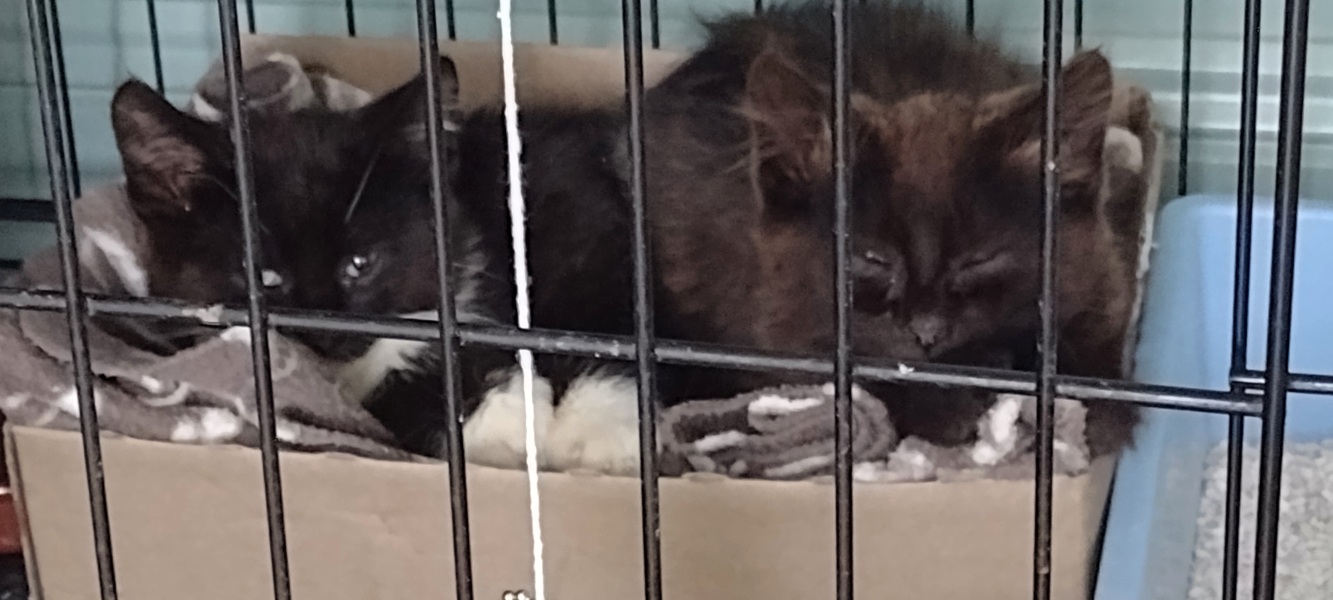 Ollie, Prince, Leroy, Walter and Co...