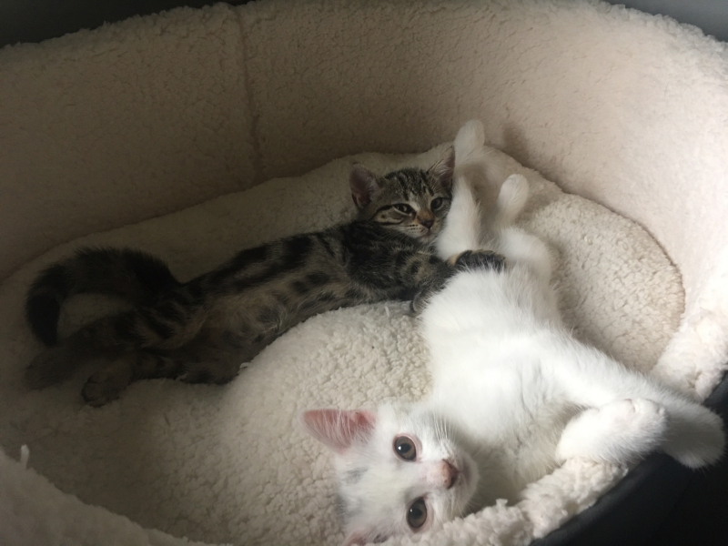 Help me name my kitten