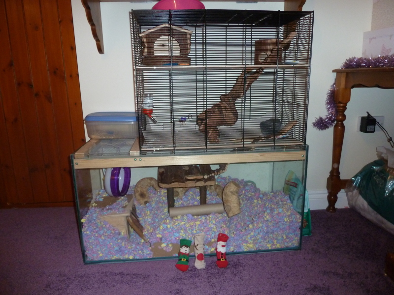 Best small furry for dd6