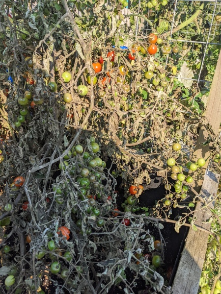 What should I do with my tomatoes