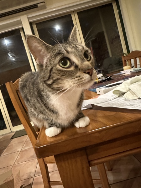Why are cats assholes? 🙄