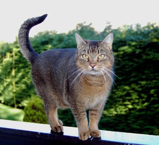 Our feral kitten is spicey, can we tame him!
