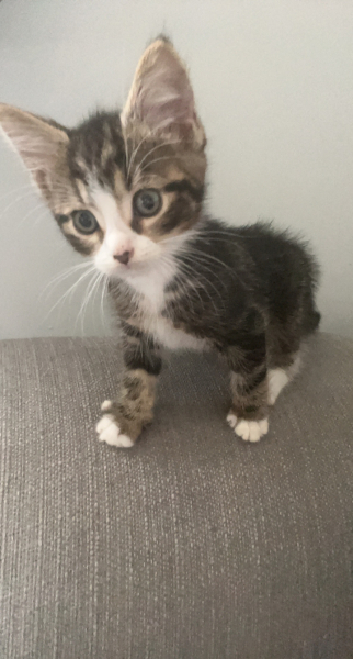 Kitten insurance