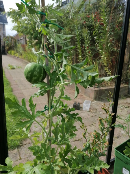 The Vegetable Patch Mark 2