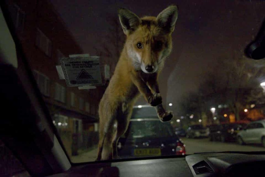 I hate foxes