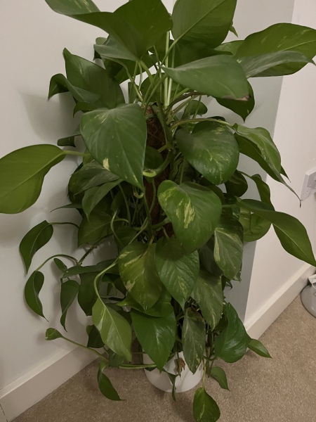 Devils Ivy plant 😞