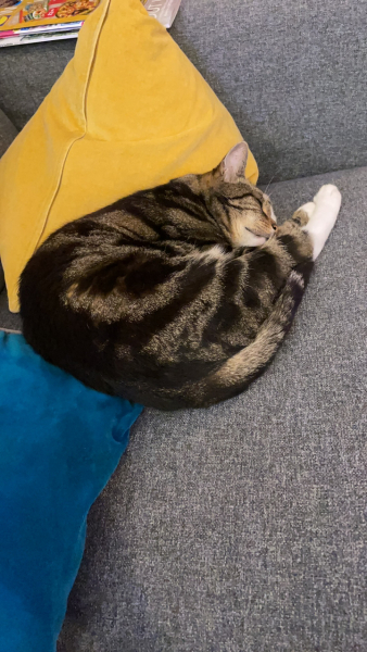 What times do you feed your cats?