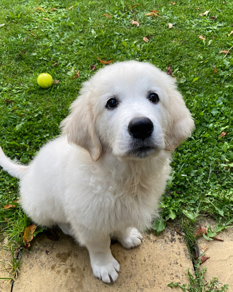 Puppy Survival Thread: Surviving into Summer 2022
