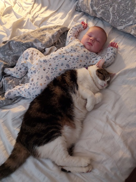 It's ridiculous how much I love my cats 