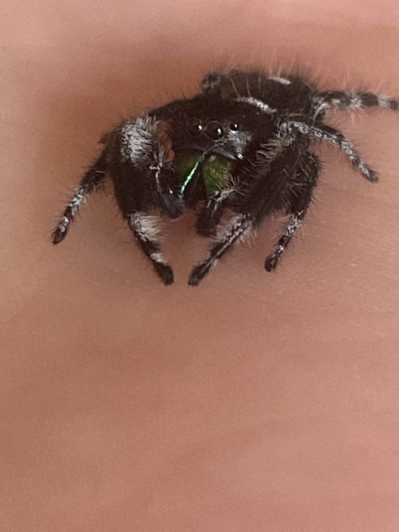 I have arachnophobia and (TW photos!) 