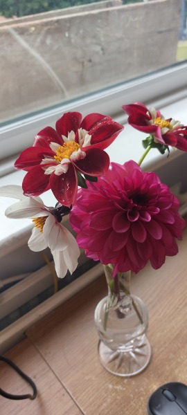 Who’s growing Dahlias this year