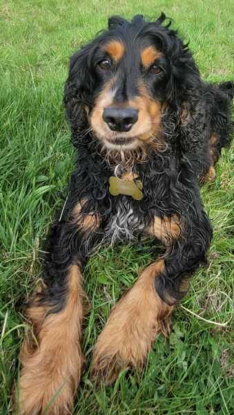 Does anyone want to guess what my latest foster dog is?
