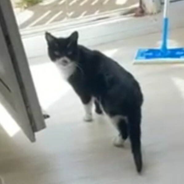 Cat missing for 12 days