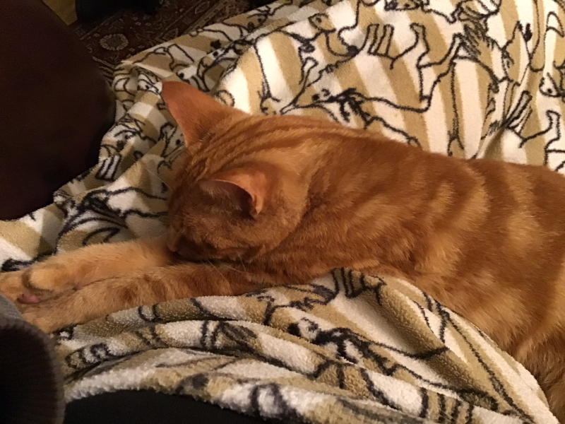 What times do you feed your cats?