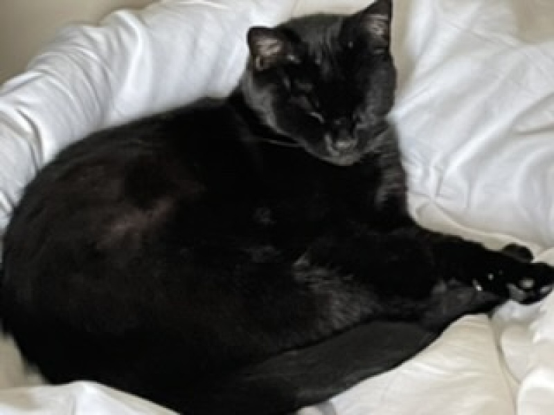 Allergic Cat - please help! 