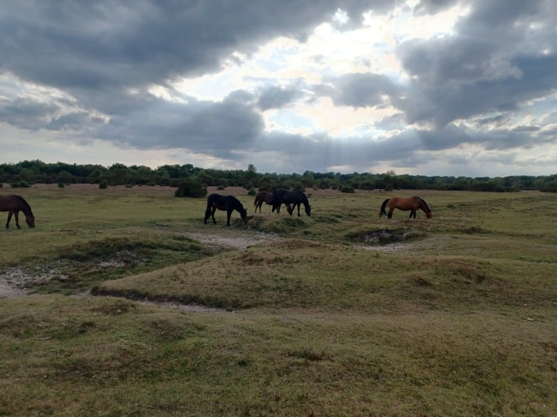 Come chat hiking with me!