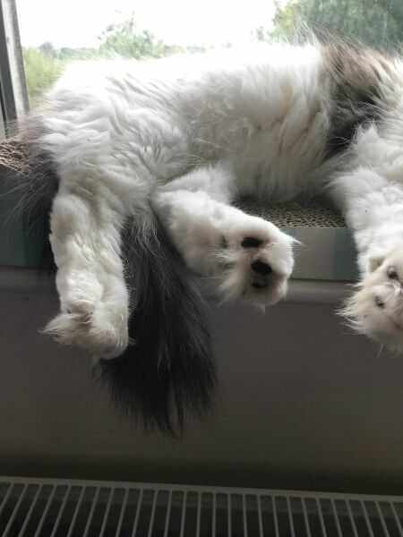 Blatant kitten spam 
