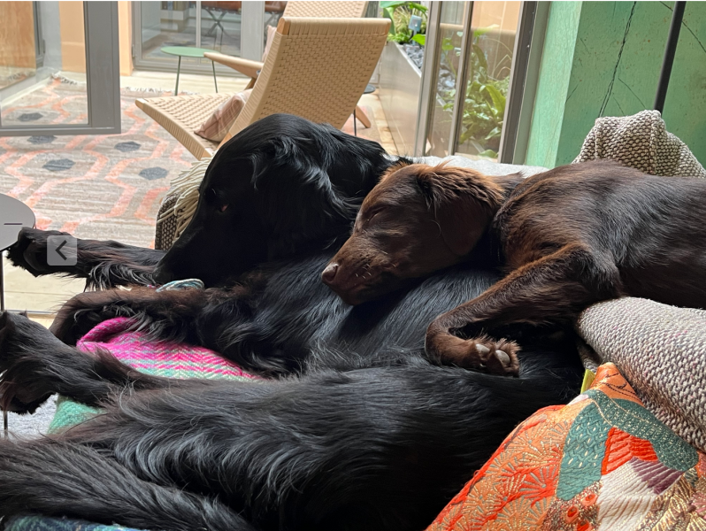 Would you have another dog - do you have more than one?