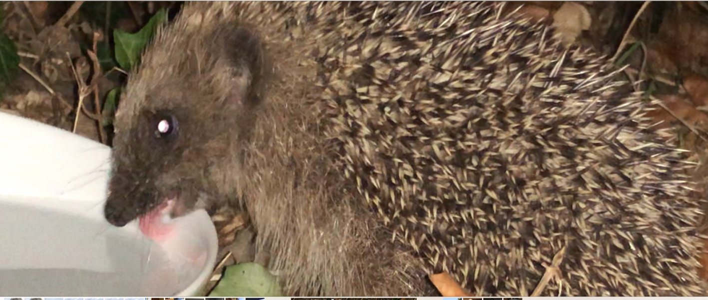 To ask you to please help hedgehogs and other wildlife prepare for winter