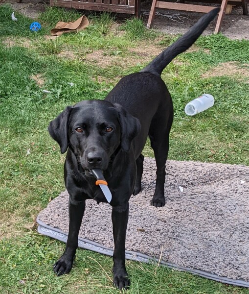 Puppy Survival Thread: Surviving into Summer 2022