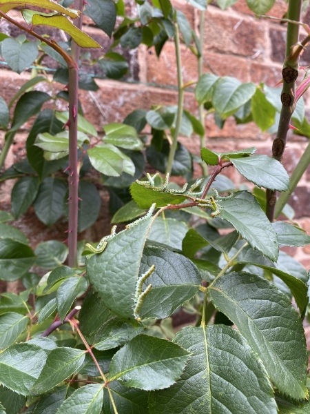 Caterpillar ID please 