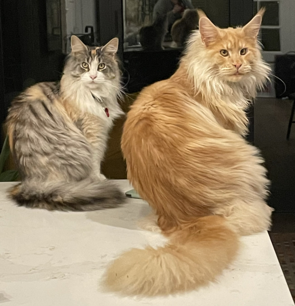 Where to get a kitten?