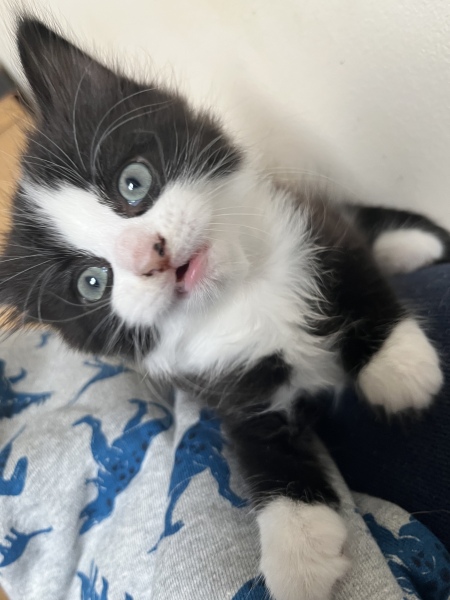 Two new kittens - names needed! 