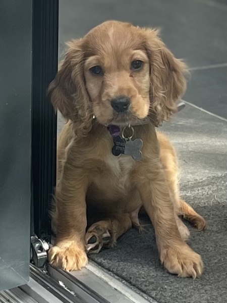 Puppy Survival Thread: Surviving into Summer 2022
