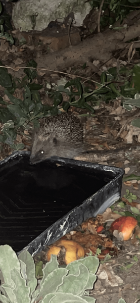 To ask you to please help hedgehogs and other wildlife prepare for winter