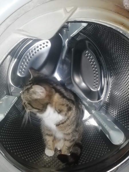 Why are cats assholes? 🙄