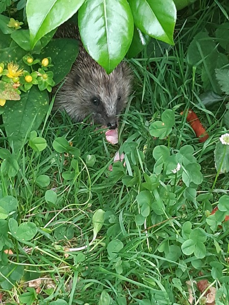 To tell you a bit about Hedgehogs?