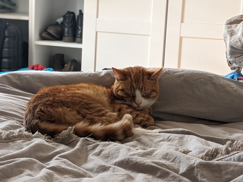Please share your experience of adopting 10+ year old cat