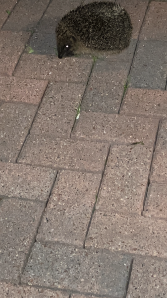 To tell you a bit about Hedgehogs?