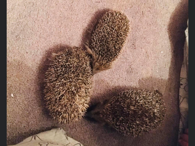 To tell you a bit about Hedgehogs?