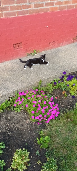 Cat panting?