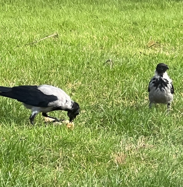 I know it's not reasonable to kill a robin but wtf do I do?