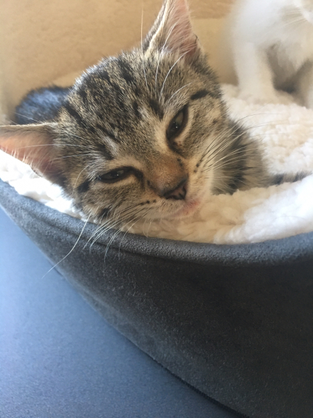 Help me name my kitten