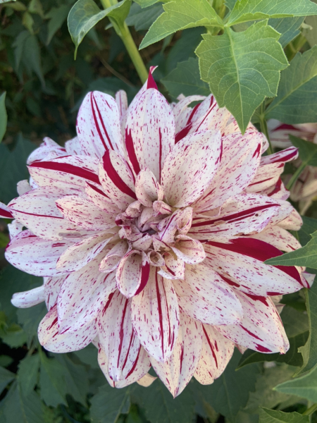Show Us Your Pictures 6