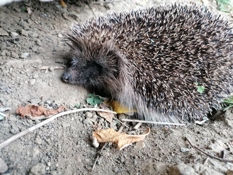 To tell you a bit about Hedgehogs?