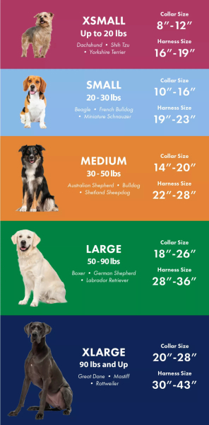 A big dog with the personality of a golden retriever?