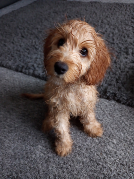Puppy biting help!