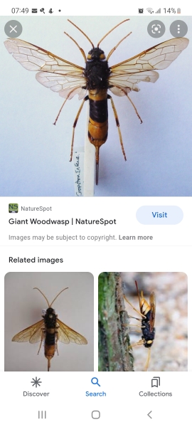 Fucking massive wasp. What do I do?