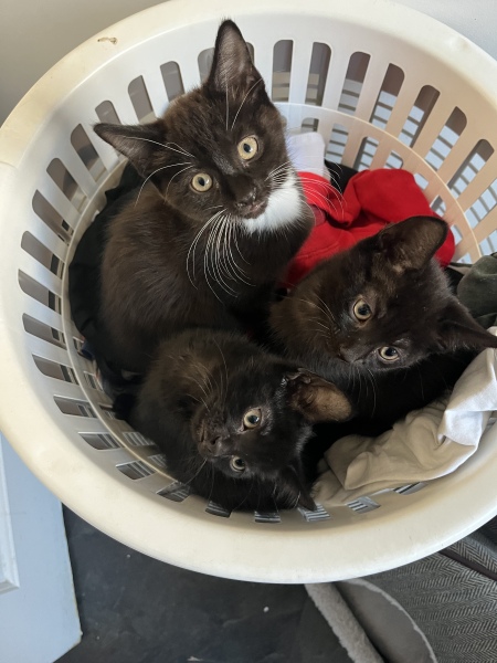 Two new kittens - names needed! 