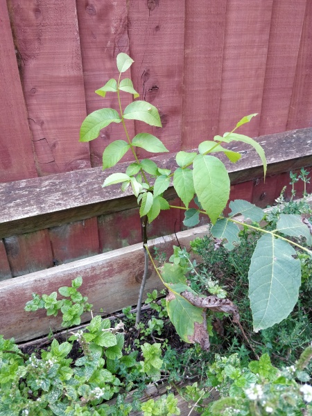 Walnut sapling - when to transplant?