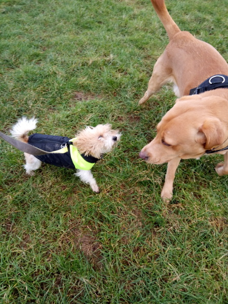 What's the deal with dog rain coats etc