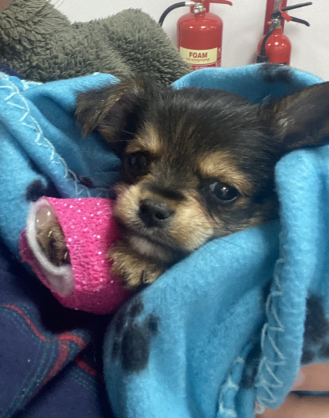 Handhold. Pup with suspected parvovirus