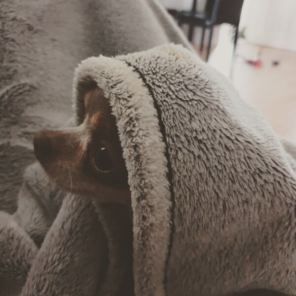 Things your dog does that 