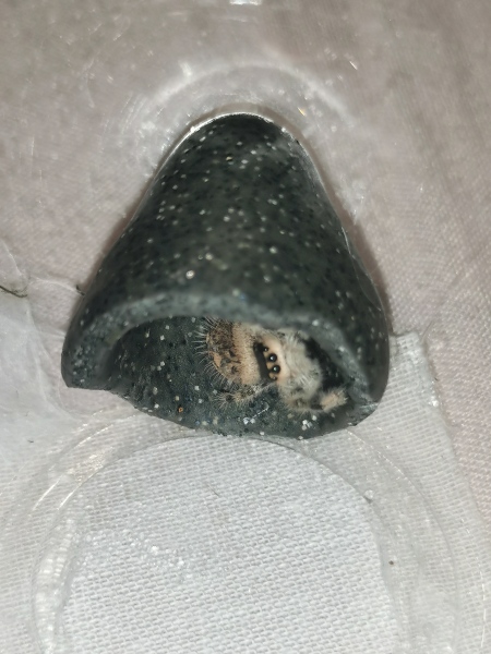 I have pet Spiders. AMA. 