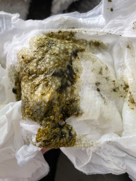 Poo 5 week old - sorry for the images 